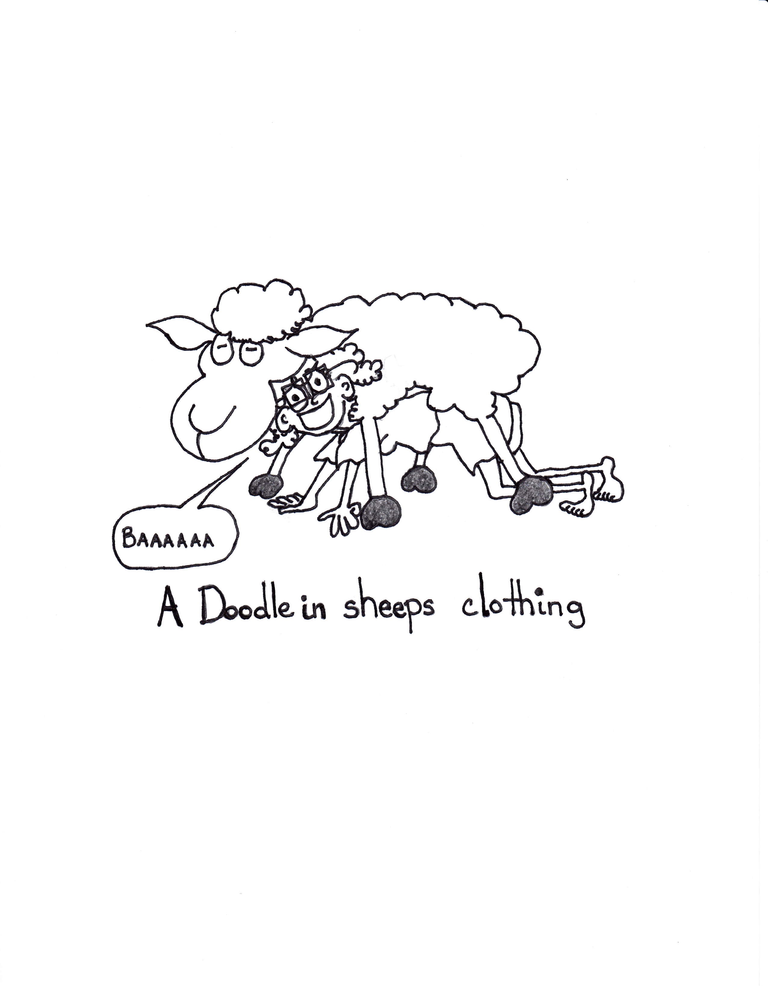 A Doodle In Sheep’s Clothing