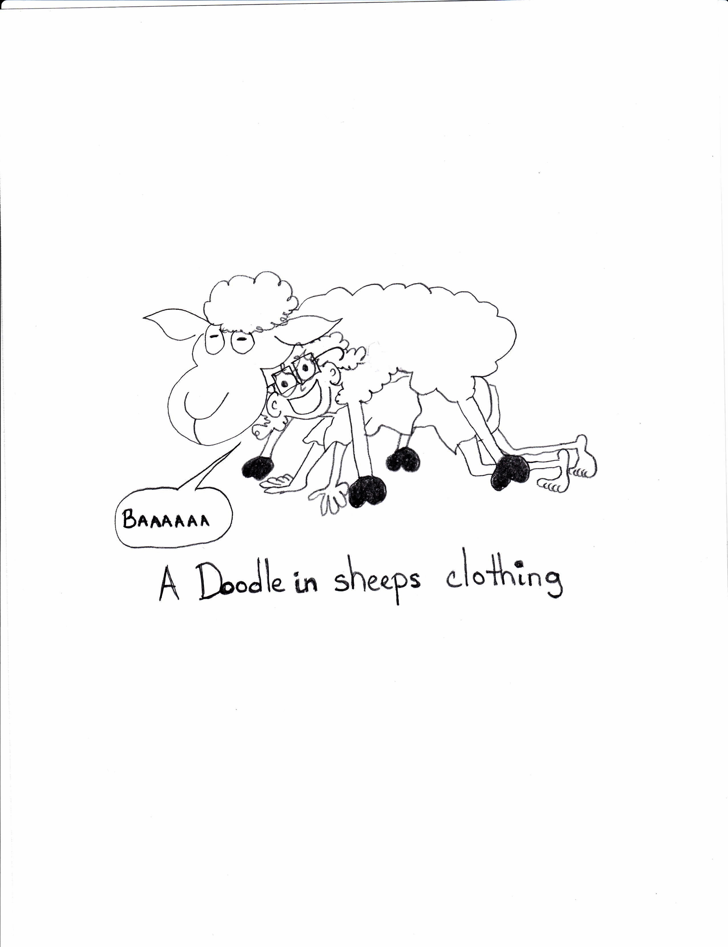 A Doodle In Sheeps Clothing